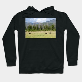 Moose in Rocky Mountain National Park Hoodie